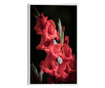 Plakat w ramce, Vibrant Red Flowers, 60x40 cm, biała ramka