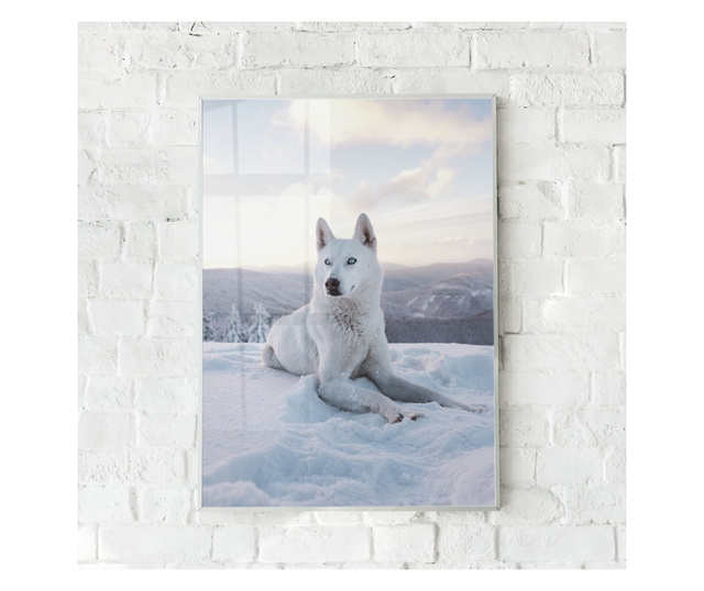Plakat w ramce, White Husky, 60x40 cm, biała ramka