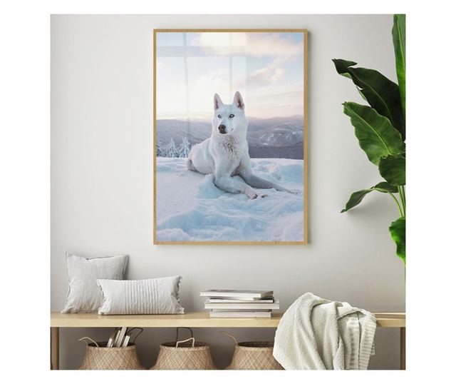 Uokvireni Plakati, White Husky, 60x40 cm, Zlatni okvir