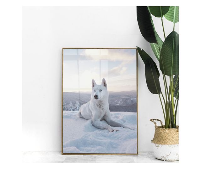 Uokvireni Plakati, White Husky, 60x40 cm, Zlatni okvir
