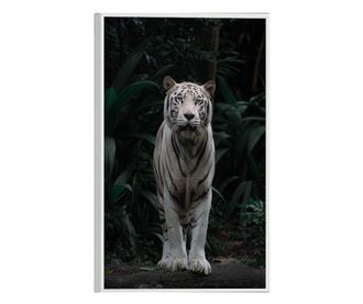 Uokvireni Plakati, White Tiger, 42 x 30 cm, Bijeli okvir