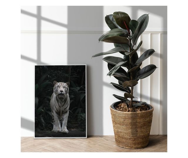 Uokvireni Plakati, White Tiger, 42 x 30 cm, Bijeli okvir