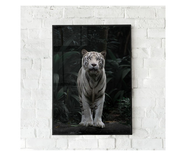 Plakat w ramce, White Tiger, 50x 70 cm, czarna ramka