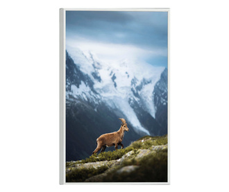 Plakat w ramce, Wild Goat, 60x40 cm, biała ramka
