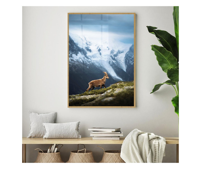 Plakat w ramce, Wild Goat, 50x 70 cm, złota rama