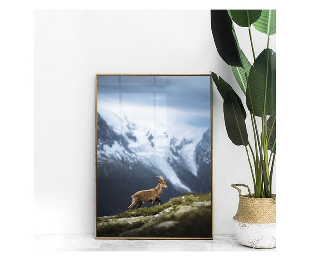 Plakat w ramce, Wild Goat, 50x 70 cm, złota rama