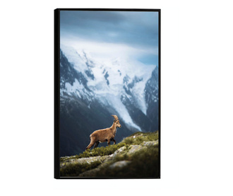 Plakat w ramce, Wild Goat, 60x40 cm, czarna ramka