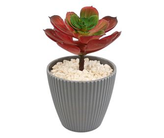 Cserepes zamatos növény, szürke, műanyag, 16cm