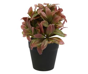 Aranjament In Ghiveci, Mov, Plastic, 20Cm