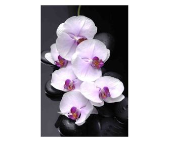 Fototapeta za zid samoljepljiva i periva Orchid s kamenjem, 300 x 200 cm