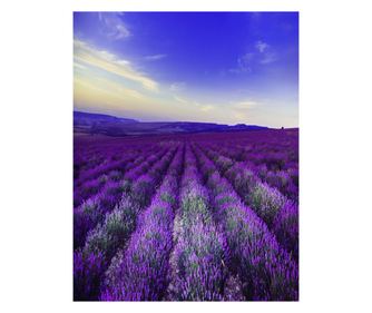 Fototapeta samoljepljiva Lavanda1, 150 x 205 cm