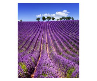 Fototapeta samoljepljiva Lavanda5, 150 x 205 cm