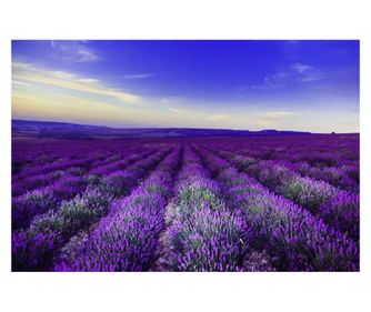 Fototapeta samoljepljiva Lavanda1, 200 x 150 cm