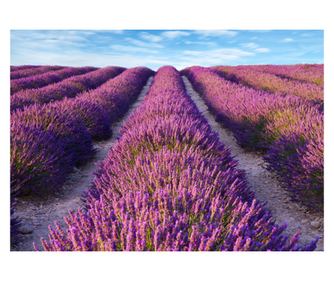 Fototapeta samoljepljiva Lavanda2, 250 x 150 cm