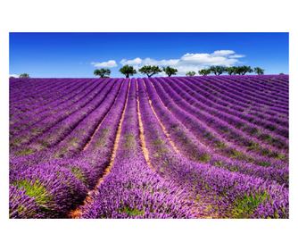Samoljepljivi fototapeta Lavanda5, 350 x 200 cm