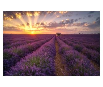 Samoljepljivi fototapeta Lavanda kuća, 250 x 150 cm