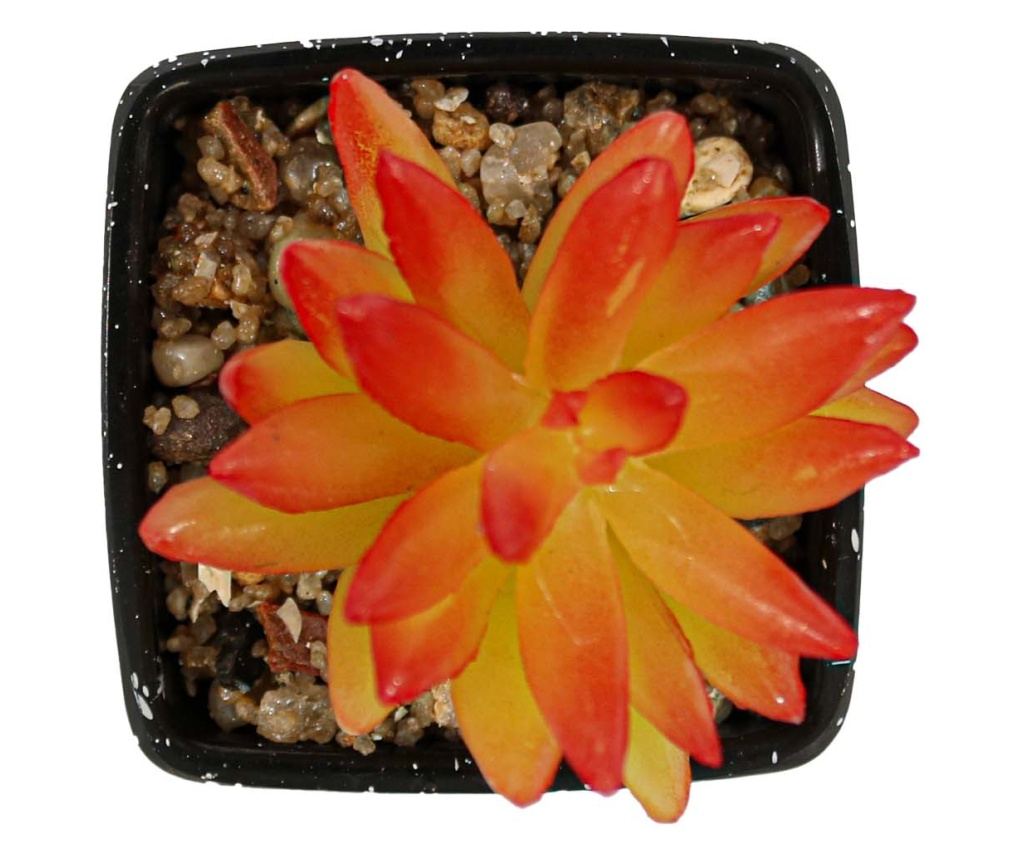 Mesterséges zamatos növény, narancssárga, műanyag, 9cm - 2