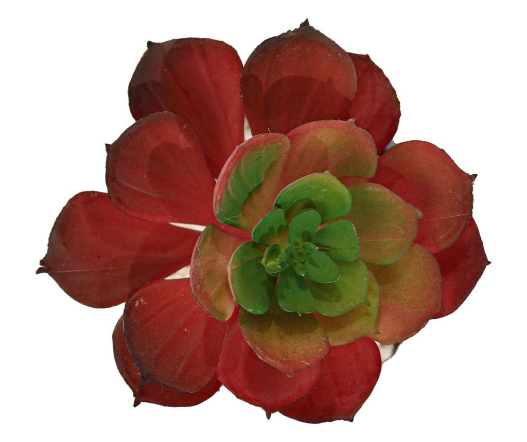 Cserepes zamatos növény, szürke, műanyag, 16cm - 2