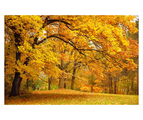 Fotótapéta Ősz az erdőben, 400 x 250 cm