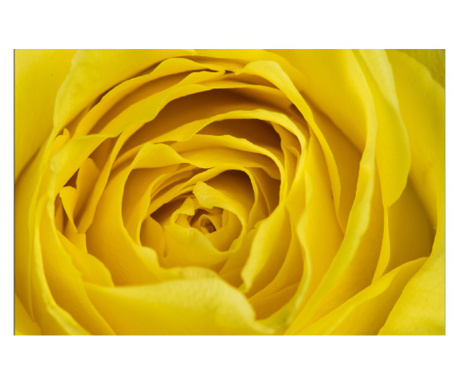 Тапет Жълта роза, 400 х 250 см
