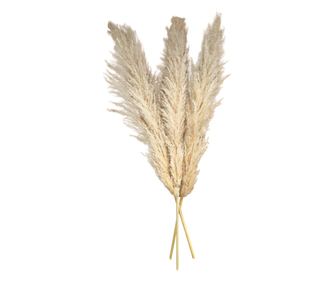 Set 3 plante naturale uscate pampas, 120 cm, bej, Ambienture
