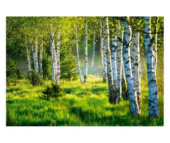 Fototapeta Brezova šuma Priroda 416x254 cm, Vlies Tapeta, Dekorativna, Zid, Dnevni boravak