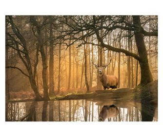 Fototapeta Priroda Šuma Jelen 368x254 cm, Vlies Tapeta, Dekorativna, Zid, Dnevni boravak