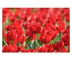 Laminirana samolepilna tapeta Tulipani29 - 100 x 150 cm - Deko Interior Concept