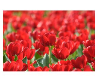Laminirana samolepilna tapeta Tulipani29 - 100 x 150 cm - Deko Interior Concept
