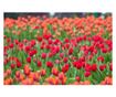 Laminirana samolepilna tapeta Tulipani56 - 225 x 150 cm - Deko Interior Concept