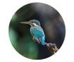 Tapeta v tvare kruhu „The Kingfisher”, 142,5 cm thumbnail 2