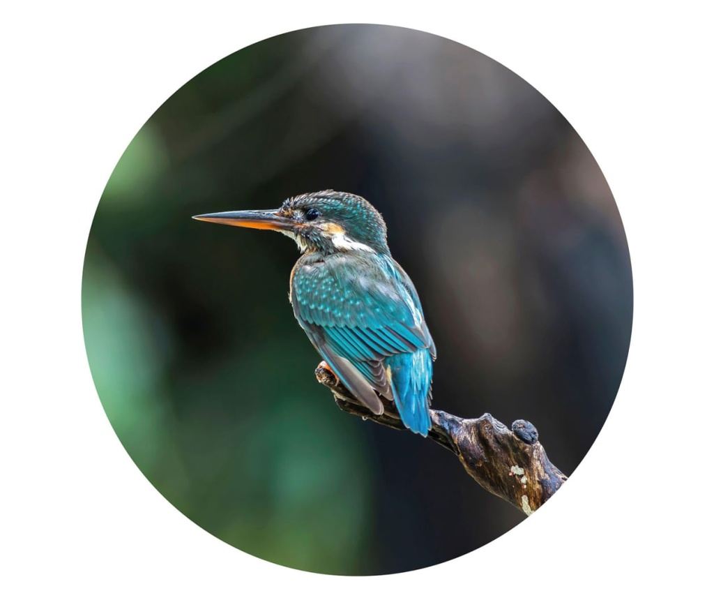 Tapeta v tvare kruhu „The Kingfisher”, 142,5 cm - 2