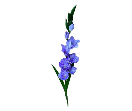 Gladiola violet 90 cm