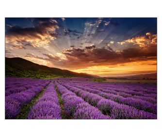 Muralo Fotótapéta Levendula mezőre néző táj, naplemente a levendulamező felett a nap 400x280cm