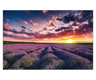 Muralo Fotótapéta Lenyugvó nap tája levendulamező felett nappaliba, modern stílusban 180x120cm