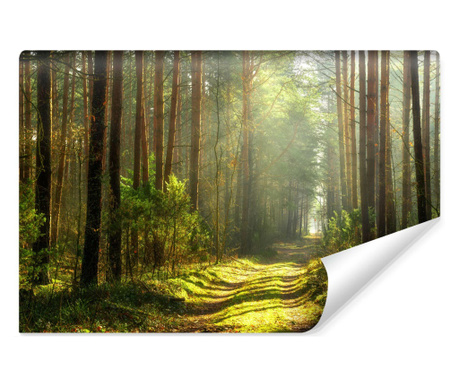 Muralo Fotótapéta Út a Zöld Napos Erdőben, Természetes táj Vlies, Könnyen tisztítható, Mod
