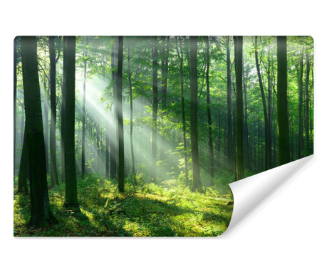 Muralo Fotótapéta A Zöld Erdőbe Első Napsugarak Vlies, Könnyen tisztítható, Modern kivitel