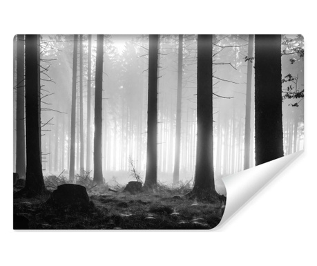 Muralo Fotótapéta a Hálószobába Fekete-fehér erdő a ködben Vlies, Modern kivitel, Kreatív de 90x60