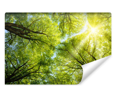Fotótapéta Zöld fák teteje egy napsütéses napon Vlies, Természet táj, Fali dekoráció
