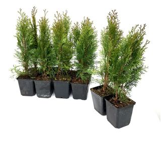 10 darabos készlet Tuia Smaragd magassága 30 - 35 cm
