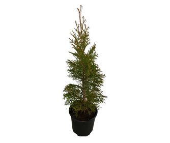 Tuia (Thuja) Smaragd, kültéri, zöld, 60-80 cm
