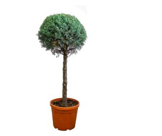 Аризона кипарис Cupressus arizonica glop на багажника, саксия 25L, h 120-140cm