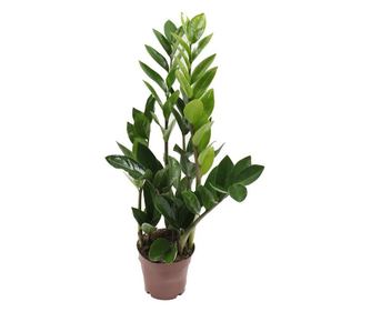 Planta naturala de interior Dracula,Zamioculcas  , H 40 cm, D 12 cm