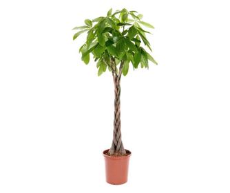 Planta naturala de interior Dracula, Pachira aquatica, H 155 cm, D 27 cm