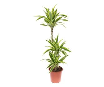 Planta naturala de interior Dracula, Dracaena lemon lime in ghiveci, H 130 cm, D 24 cm