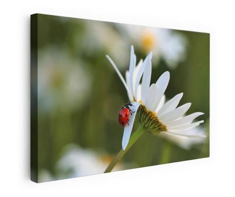 Slika, Ladybug On Daisy Petal, 30x40 cm
