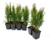 Set de 15 bucati Tuia Smaragd inaltime de 35 -40 cm