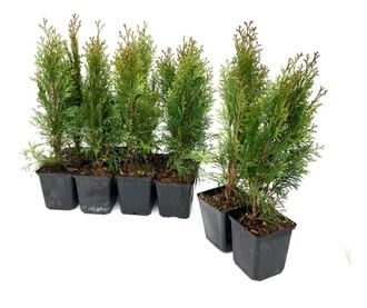 Set de 10 bucati Tuia Smaragd inaltime de 35 - 40 cm