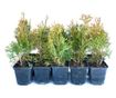 Set de 15 bucati Tuia Smaragd inaltime de 35 -40 cm