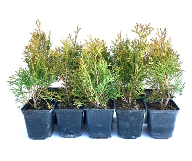 Set de 10 bucati Tuia Smaragd inaltime de 35 - 40 cm